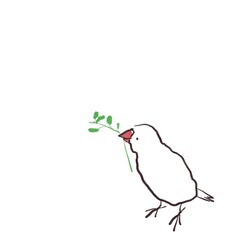 豆苗をくわえた横向きの文鳥（白文鳥）