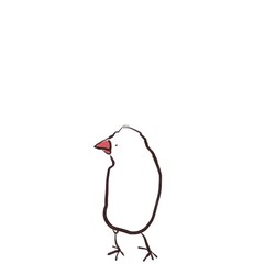 横を向いた文鳥（白文鳥）
