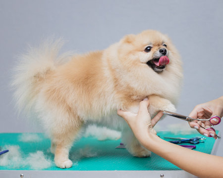 Happy cute Pomeranian Dog getting groomed at salon. Professional cares for a dog in a specialized salon. Grummer hands with scissors. Process of final shearing of a dog's hair.
Selective focus.