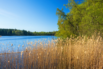 Lakeshore with reeds and green trees