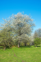 Flowering Cherry tree at a meadow with a path