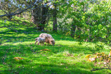 Obraz na płótnie Canvas Sheep with a lamb grazing in a meadow at springtime