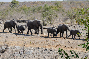 african elephant family