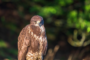 Buzzard portrait looking at the camera