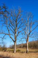 Tree snags in a country landscape in spring