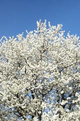 Cherry blossom, fruit blossom at springtime at the german Rhine valley