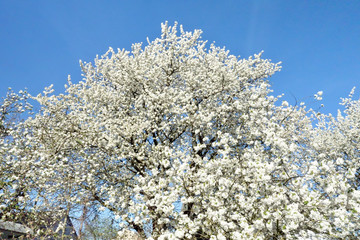 Cherry blossom, fruit blossom at springtime at the german Rhine valley