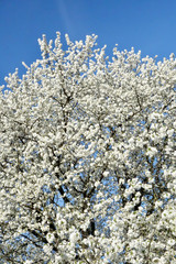 Cherry blossom, fruit blossom at springtime at the german Rhine valley
