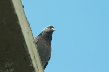 Pigeon or dove on roofs. Feral pigeon gray and brown mixed together looking at camera was impressed and fresh