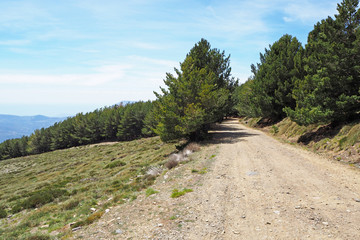 The mountain landscape with the slope covered by green grass, the big ground road, small pines on the sunny spring day.