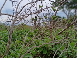 green grass on the beach