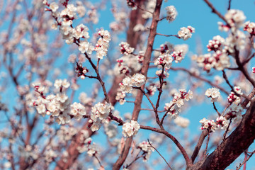 Cherry blossom in spring