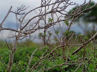 branches of a tree