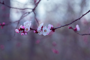 Branch of a blooming pink flowers tree
