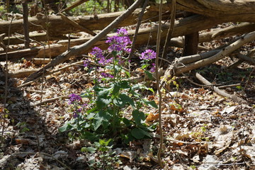 Wildpflanze mit violetten Blüten im Sonnenlicht