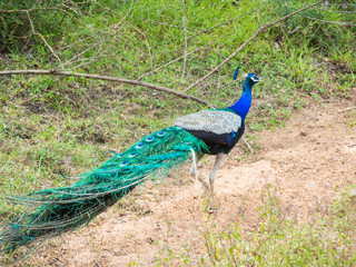 SRI LANKA