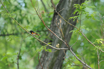 American Redstart