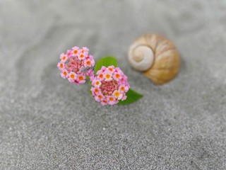 Pink flower