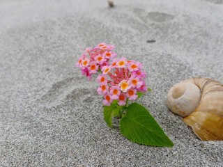 flower on the sand