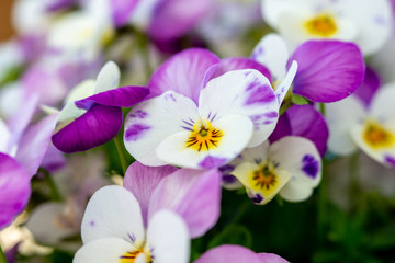 pansies multicolor in springtime