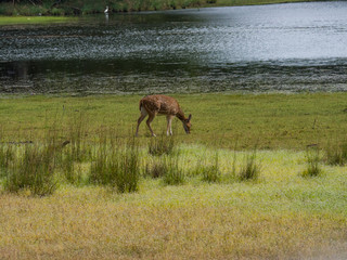 SRI LANKA
