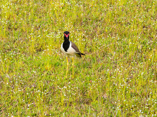 SRI LANKA