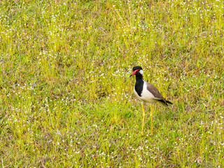 SRI LANKA