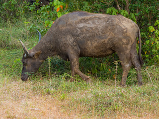Fototapeta premium SRI LANKA