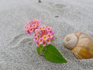 flower on the beach