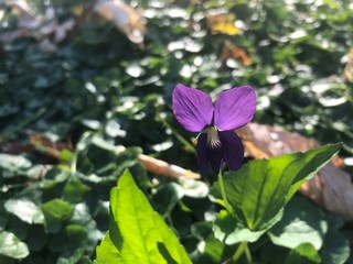 violet 