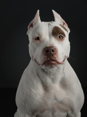 Obraz premium portrait of a dog on a dark background. American pit bull terrier. Beautiful pet on black