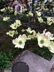 flowers in the garden