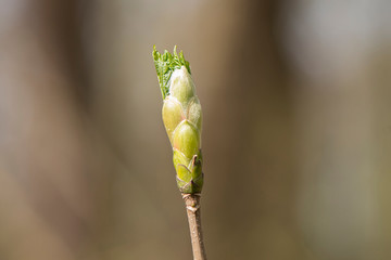 Frühling, Knospen, Blüten