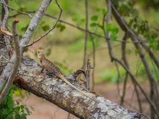 SRI LANKA