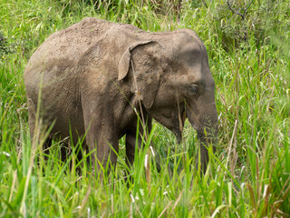 SRI LANKA