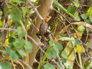 Fototapeta premium SRI LANKA