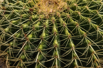 close up of a cactus