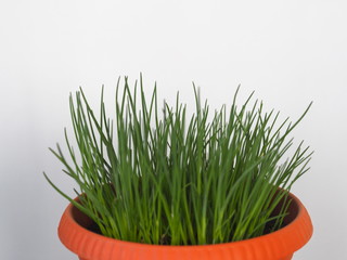 Close-up of fresh green onion sprouts in a flower pot