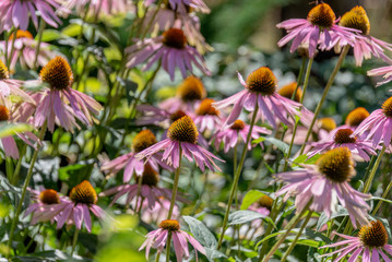 Fototapeta premium Echinacea purpurea in the garden as a background