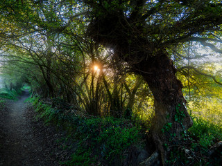 sunset in the forest