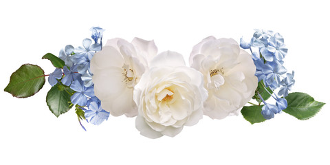 White roses and light blue plumbago isolated on white background. Floral arrangement, bouquet of flowers. Can be used for invitations, greeting, wedding card.