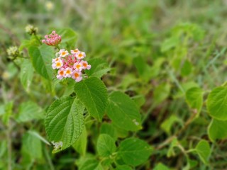 red flower in a garden