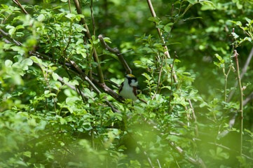 Chestnut-Sided Warbler