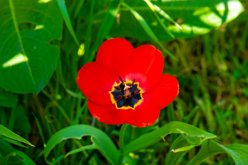 Obraz premium red and yellow tulip
