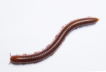 
Millipede showing gestures on white scene