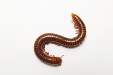 
Millipede showing gestures on white scene