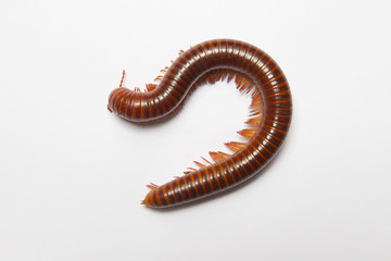 
Millipede showing gestures on white scene