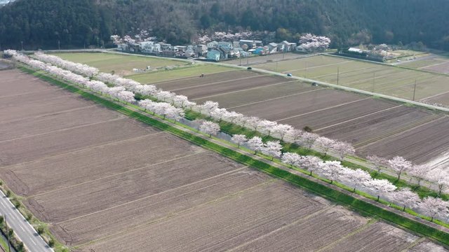 岐阜県 山県市 桜並木 ドローン空撮