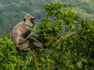 SRI LANKA