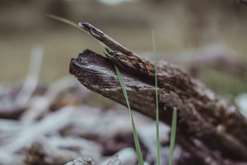 Branch